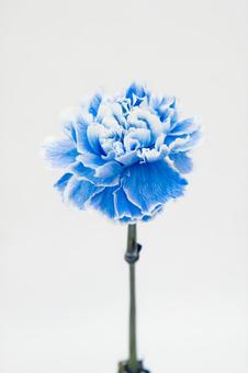 青いカーネーション 青いカーネーションの写真