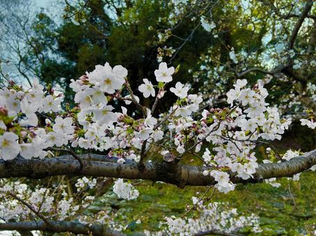 桜 桜の写真