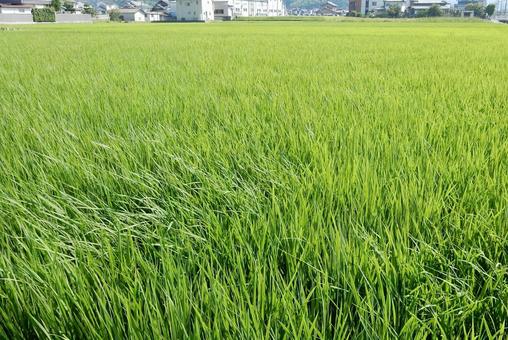 【風景写真】田んぼの風景 【風景写真】田んぼの風景の写真