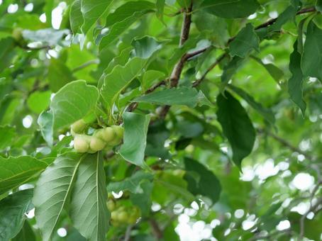 Photo, magnolia family, kobushi, natural, 