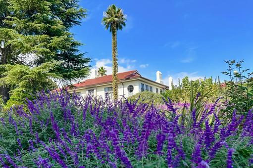 10月の公園を彩る青紫の花と横浜の洋館 10月の公園を彩る青紫の花と横浜の洋館 紫,洋風建物,青の写真素材