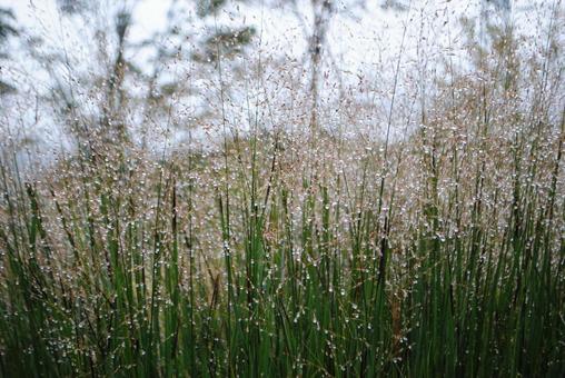 雨の中之条ガーデンズ　グラスの水滴 群馬県,中之条町,中之条ガーデンズの写真素材