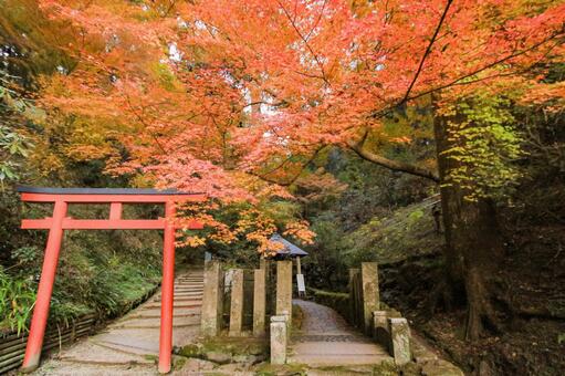 岡寺 岡寺,稲荷社,紅葉の写真素材