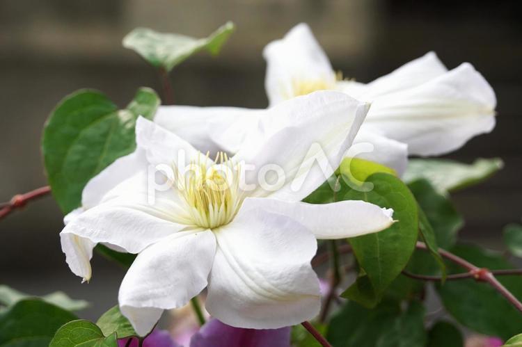 クレマチス「白雪姫」の大きな花びら クレマチス,白雪姫,白い花の写真素材