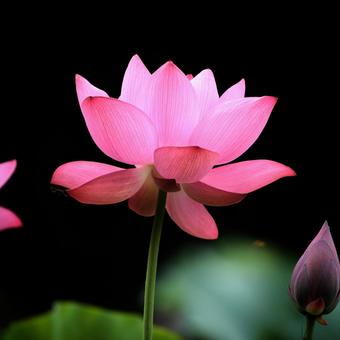 Oga lotus 10, JPG