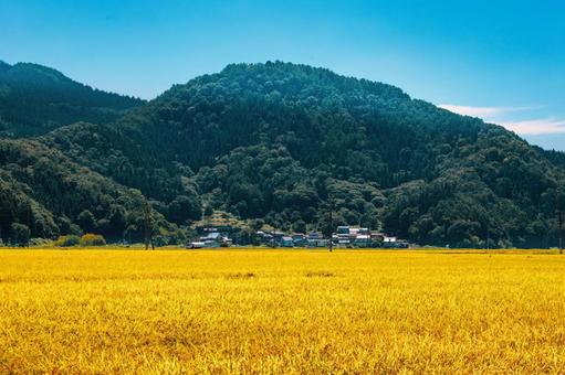 9月上旬、米どころ飯山市木島地区の風景 9月上旬、米どころ飯山市木島地区の風景 飯山市,田んぼ,稲穂の写真素材