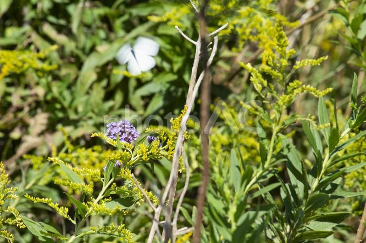 羽ばたくモンシロチョウと紫の花 花,モンシロチョウ,紫の写真素材