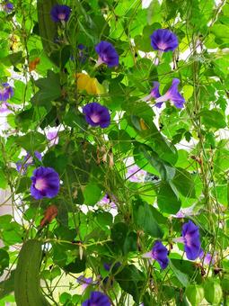 夏の緑と花のカーテン 夏の緑と花のカーテン 緑,カーテン,夏の写真素材