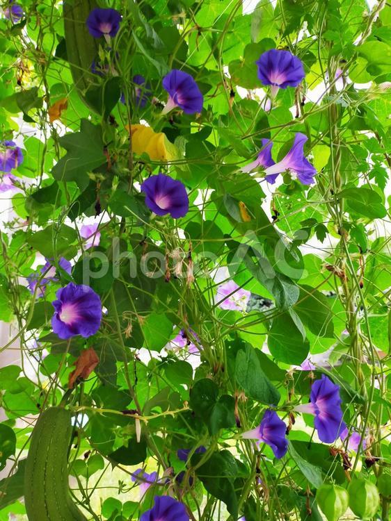 夏の緑と花のカーテン 緑,カーテン,夏の写真素材