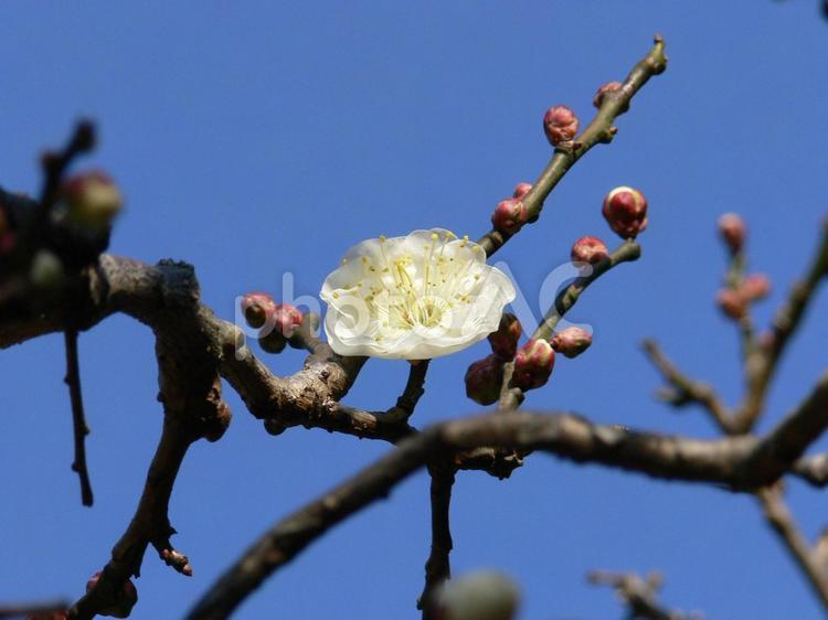１月下旬・一輪だけ先に開花した白梅の木 白梅,ウメ,梅の木の写真素材
