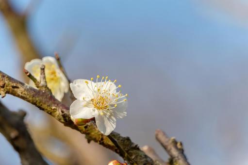 青空に映える白梅の花 青空に映える白梅の花の写真