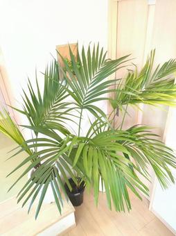 大型観葉植物 ケンチャヤシ 10号鉢 大型観葉植物 ケンチャヤシ 10号鉢 大型観葉植物,ケンチャヤシ,ヤシの木の写真素材