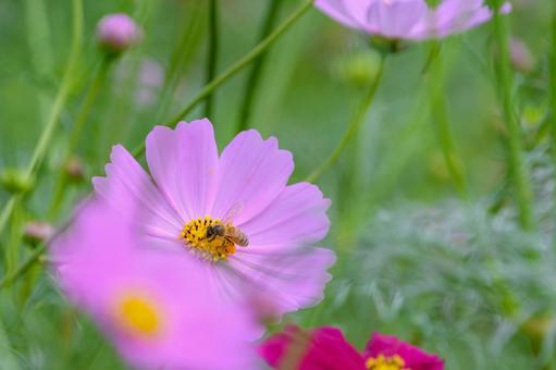ミツバチが蜜を集めるピンクのコスモス コスモス,花,ミツバチの写真素材