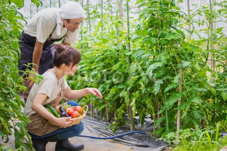 トマトを栽培する男女 家庭菜園,野菜,農業体験の写真素材