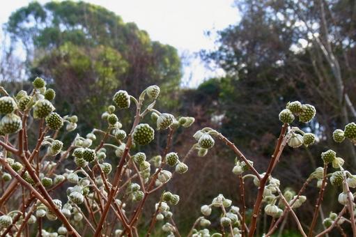 ミツマタ ミツマタ 三叉,三椏,花芽の写真素材