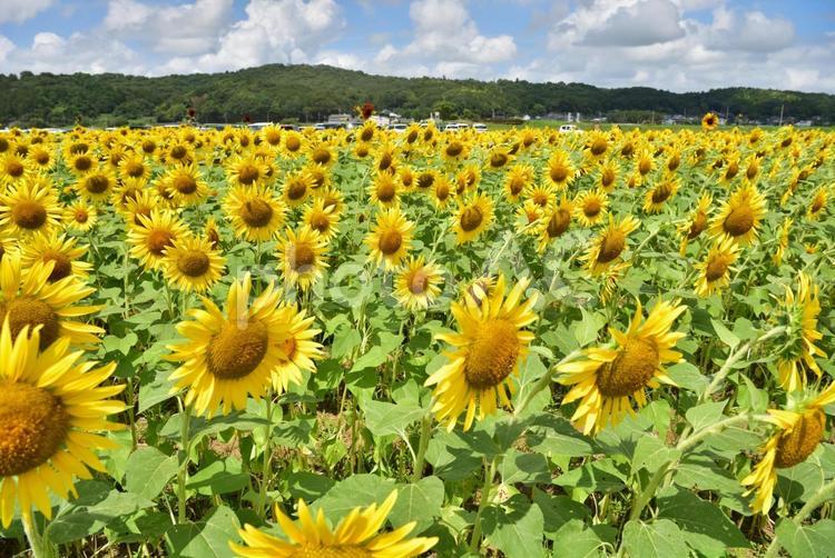 夏の青空と一面ひまわり畑 ひまわり,夏,風景の写真素材