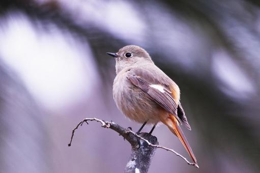 枝に止まるジョウビタキの雌 枝に止まるジョウビタキの雌 鳥,ジョウビタキ,冬の写真素材