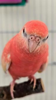 アキクサインコの写真