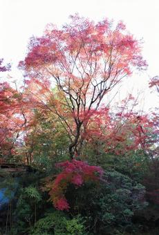 紅葉 紅葉,秋,風景の写真素材