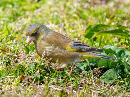 地面を歩くカワラヒワ 地面を歩くカワラヒワの写真