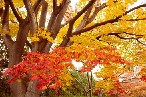 赤から黄色の写真