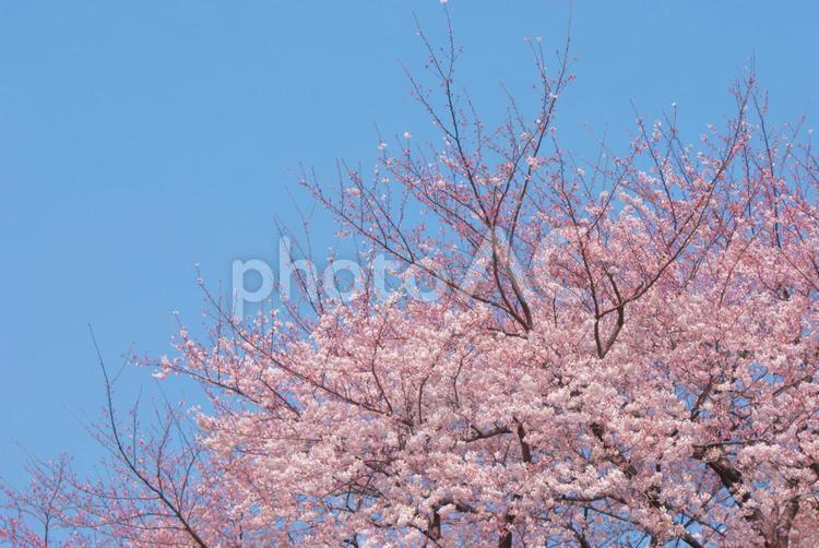 桜イメージ２ かわいい,さくら,サクラの写真素材