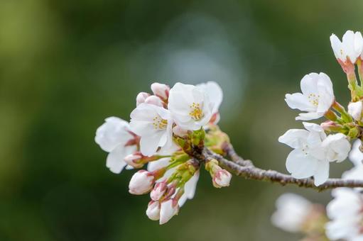 ソメイヨシノの開花 桜,ソメイヨシノ,花の写真素材