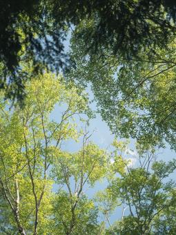 Photo, summer, sky, shade of tree, 