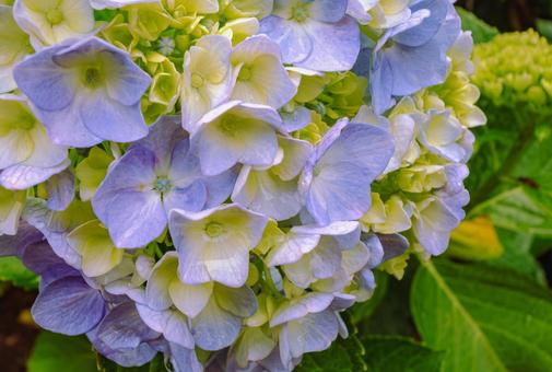 華麗なアジサイの花32 華麗なアジサイの花32の写真