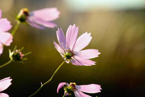朝日に照らされたコスモス 花,コスモス,アキザクラの写真素材