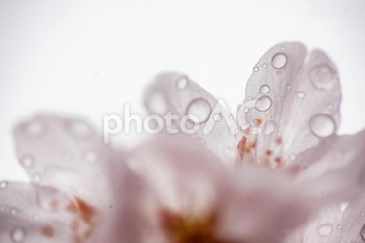 さくらの花びら　水滴 雨,水滴,さくらの写真素材
