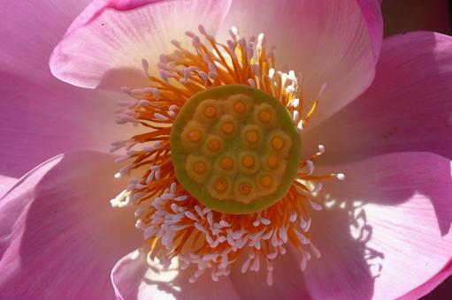 神聖な花 神聖な花の写真