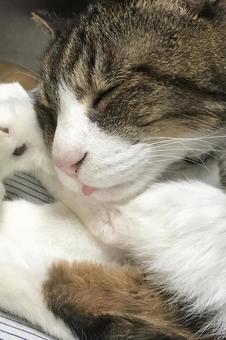 Photo, animal, a pet, cat, 
