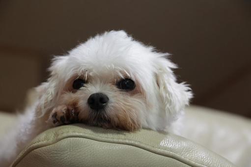 きなこ きなこ 犬,マルチーズ,シーズーの写真素材