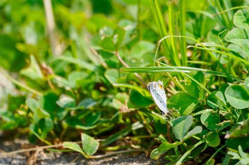 Photo, early summer, butterfly, short-tailed blue, 
