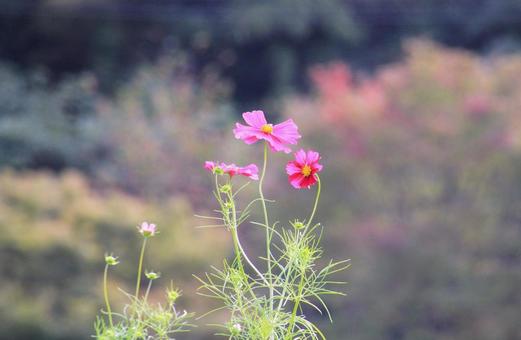 ピンクの秋桜の花の写真