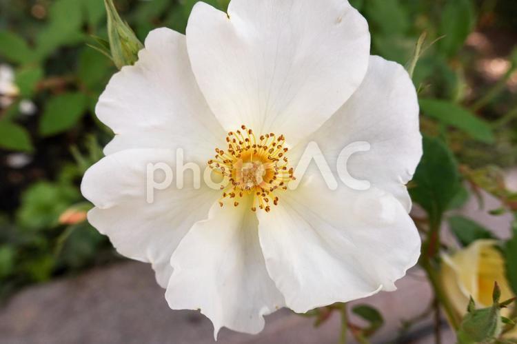 薔薇　一重　アップ　イギリス　 薔薇,バラ,白の写真素材