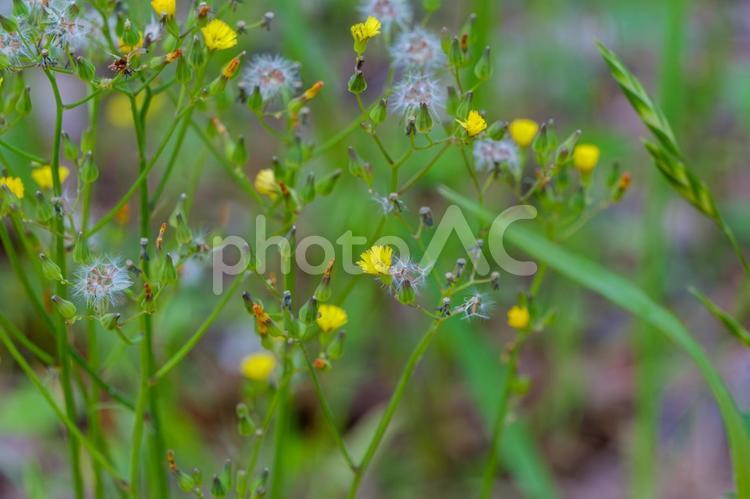 オニタビラコの黄色い花と白い冠毛 オニタビラコ,花,黄色の写真素材