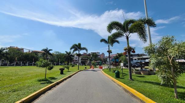 南国の庭園 庭園,青空,道の写真素材