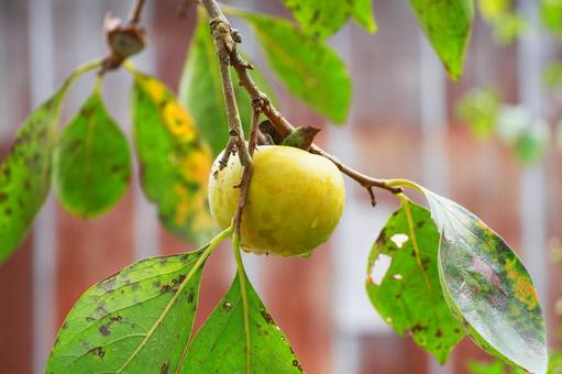 柿 渋柿,果樹,秋の写真素材
