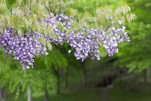 藤の花 藤の花の写真
