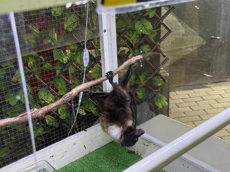 こうもりの写真