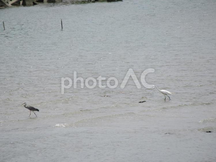 梅雨入り前のお昼時、一羽の鷺の歩み寄り 鷺,鳥,白の写真素材