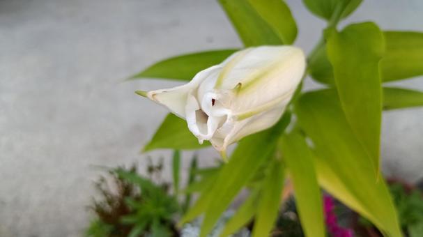 もうすぐ咲くかな もうすぐ咲くかなの写真