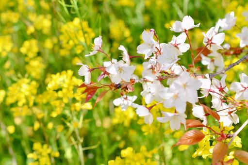 狩宿の下馬桜 狩宿の下馬桜 狩宿の下馬桜,アカメシロバヤマザクラ,桜の写真素材