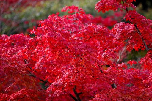 京都の秋 京都の秋 京都,紅葉,嵐山の写真素材