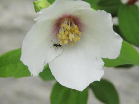 花と蟻 花と蟻の写真