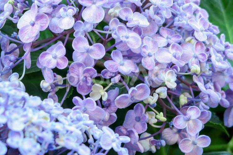 あじさい  hydrangea あじさい,アジサイ,紫陽花の写真素材