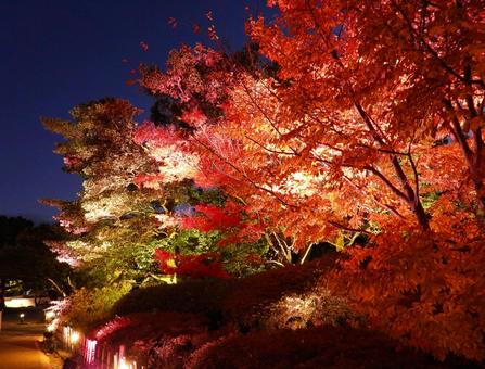 ライトアップされた岡山城のモミジ 紅葉,ライトアップ,モミジの写真素材