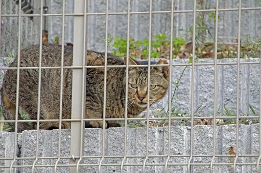 フェンスの向こうの猫 1 フェンスの向こうの猫 1の写真